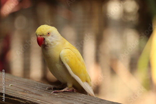 Yellow Parrot 