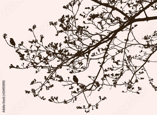 Silhouette of branches of a blossoming tree in spring