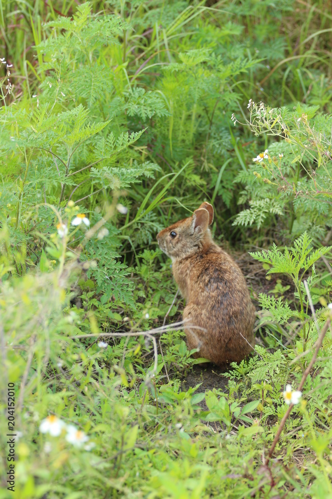 Obraz premium Wild Brown Bunny Rabbit 