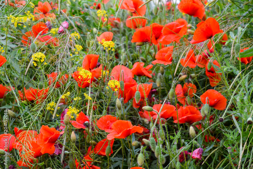 Obraz premium Poppy flowers in the clearing. Blooming red wild poppy. Red poppy flowers.