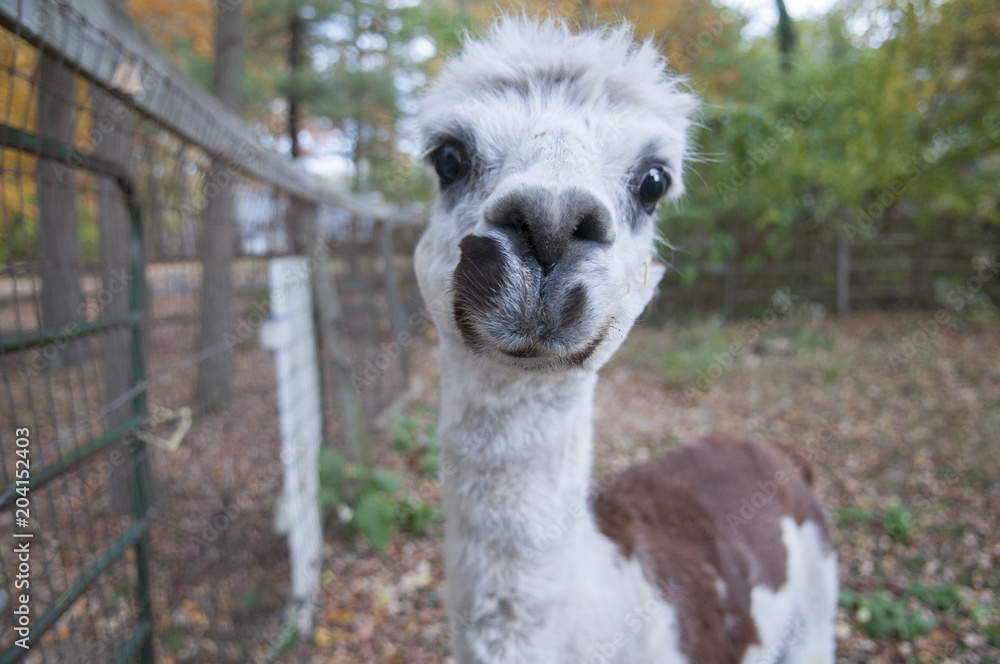 Obraz premium Alpaca Closeup