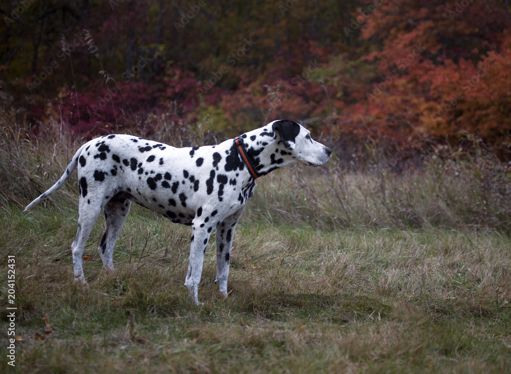 Dalmatian in Autumn Dalmatian in Autumn