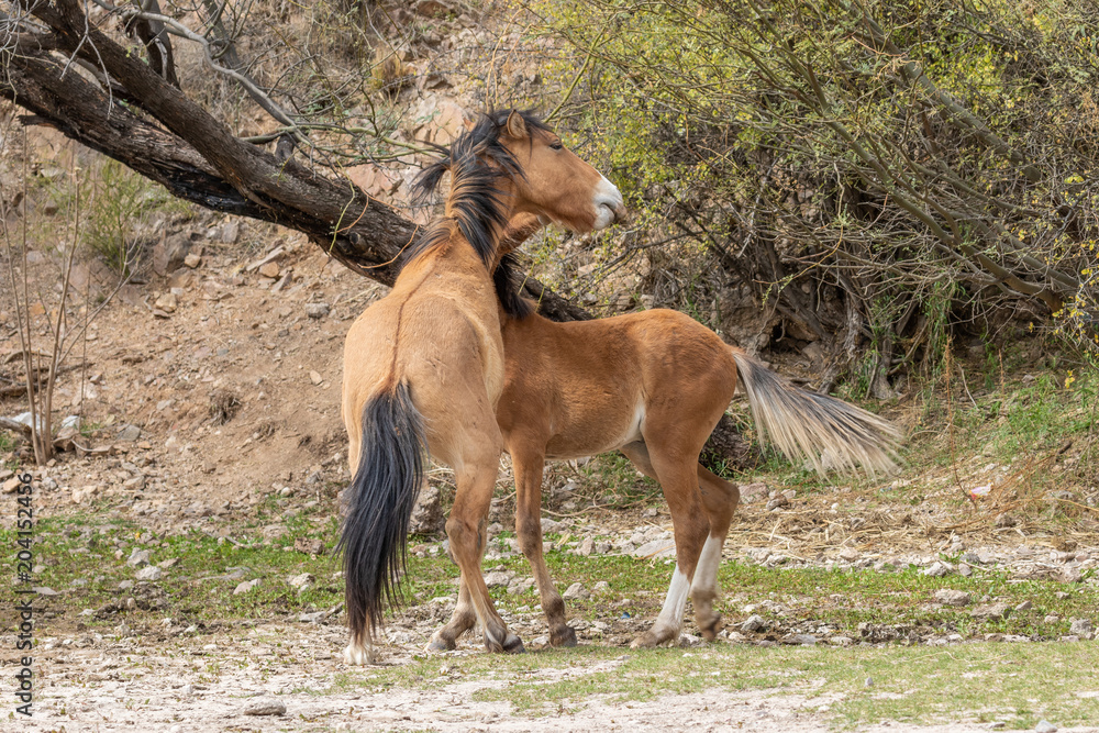 Pair of Wild Horses Fighting in the Desert Pair of Wild Horses Fighting in the Desert