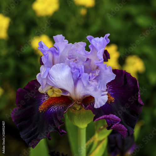 Fototapeta Naklejka Na Ścianę i Meble -  two-color iris blooming in the garden