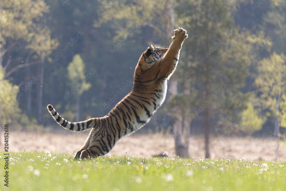 Fototapeta premium Tygrys syberyjski