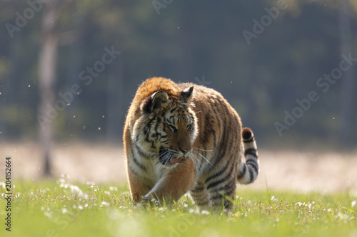 Fototapeta Naklejka Na Ścianę i Meble -  Sibirischer Tiger