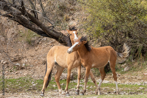 Fototapeta Naklejka Na Ścianę i Meble -  Pair of Wild Horses Fighting in the Desert