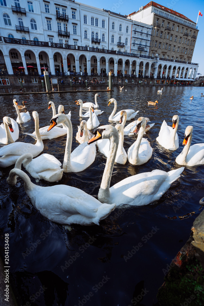 Naklejka premium Group of mute swans in Alster lake near the Town Hall. Hamburg, Germany