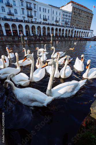 Group of mute swans in Alster lake near the Town Hall. Hamburg, Germany