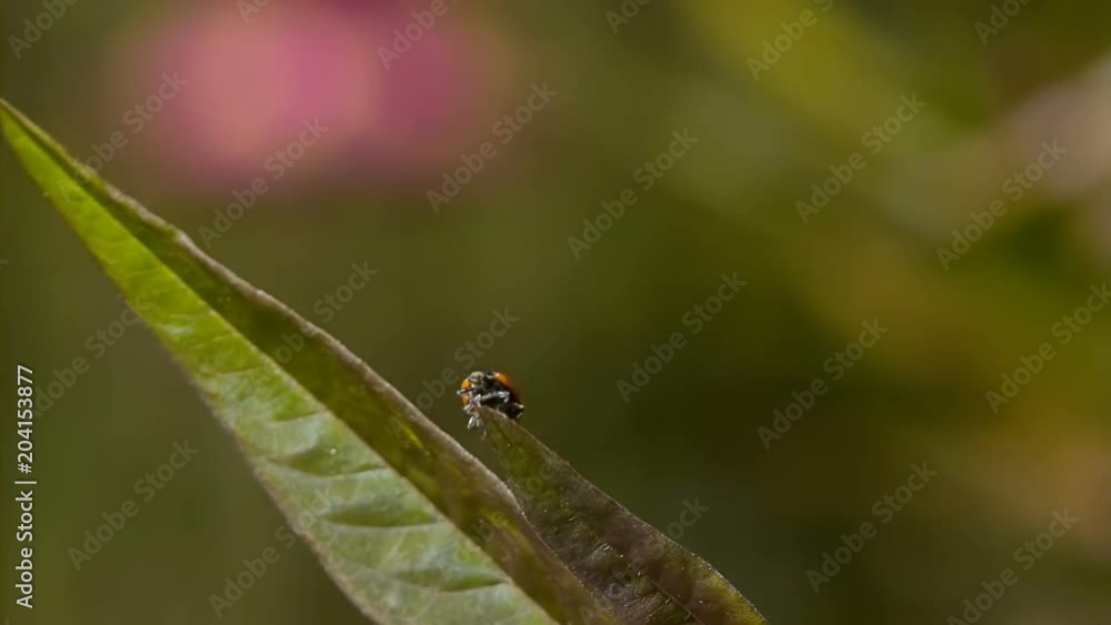 Ladybug Takes Flight From Leaf Slow Motion 1500fps Ladybug Takes Flight From Leaf Slow Motion 1500fps