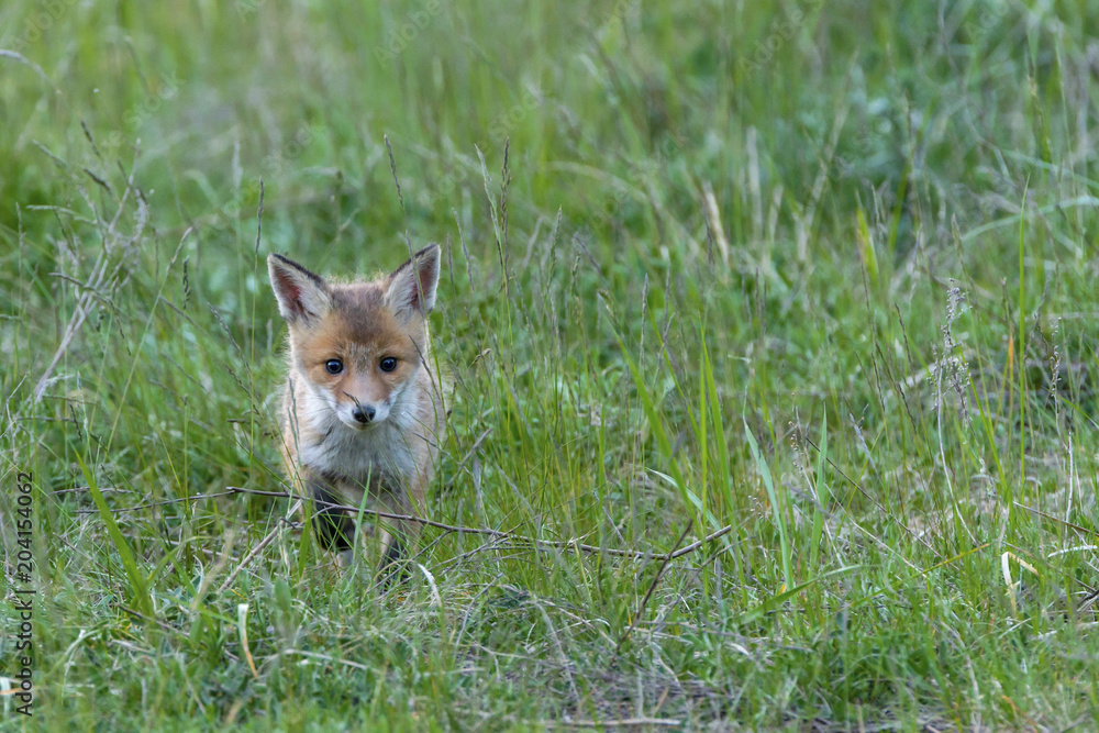 Naklejka premium Ein Fuchswelpe läuft durchs Gras