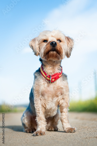 Yorkshire Terrier in foreground isolated from the background of nature.