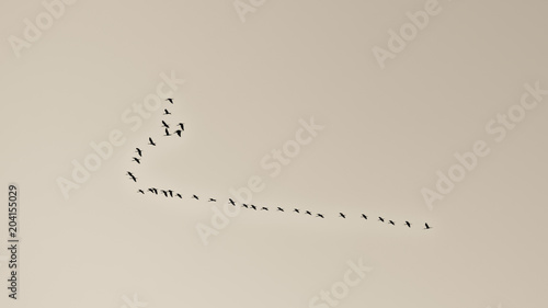 Flock of birds flying in V formation against beige sky