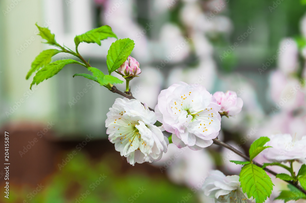 Decorative almonds (Prunus dulcis) in bloom. Terry form. Tree branches covered with many pink double flowers Decorative almonds (Prunus dulcis) in bloom. Terry form. Tree branches covered with many pink double flowers