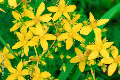 Hypericum perforatum flowers close-up (Yellow St. John's Wort). photo