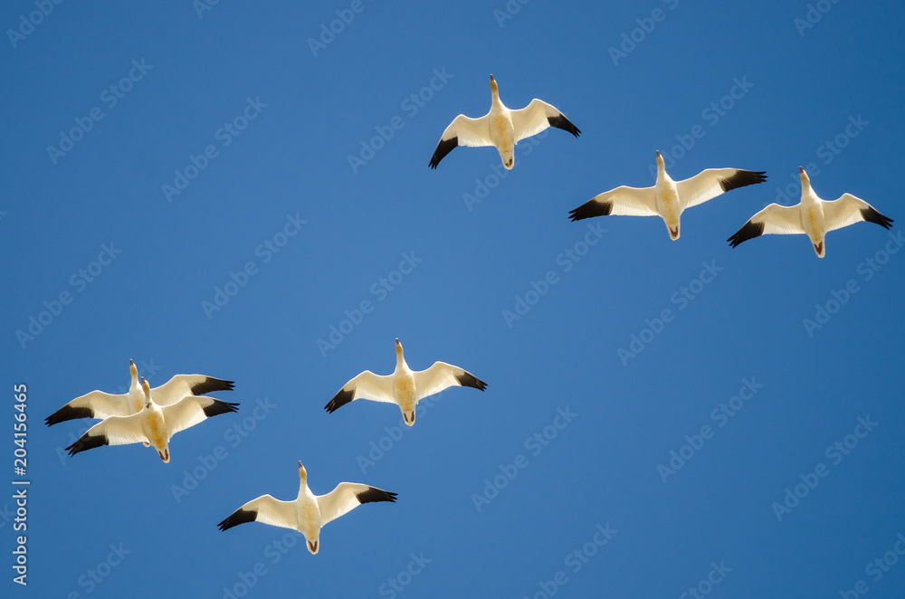 Obraz premium Small Flock of Snow Geese Flying in a Blue Sky