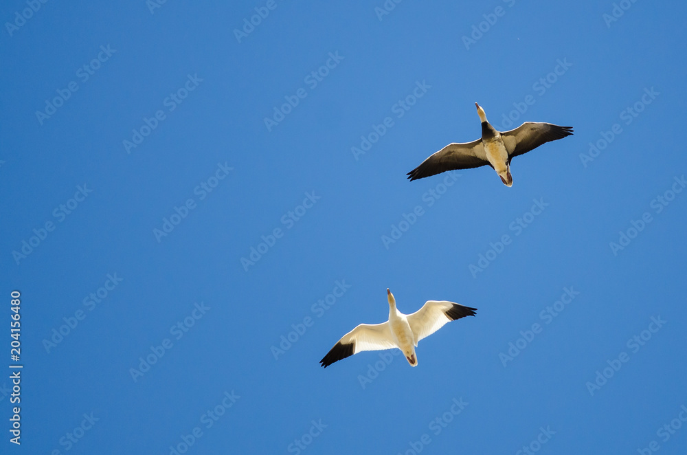 Blue Goose Flying with Snow Goose in a Blue Sky Blue Goose Flying with Snow Goose in a Blue Sky