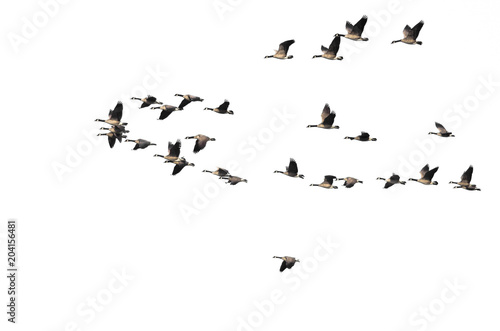 Large Flock of Canada Geese Flying on a White Background