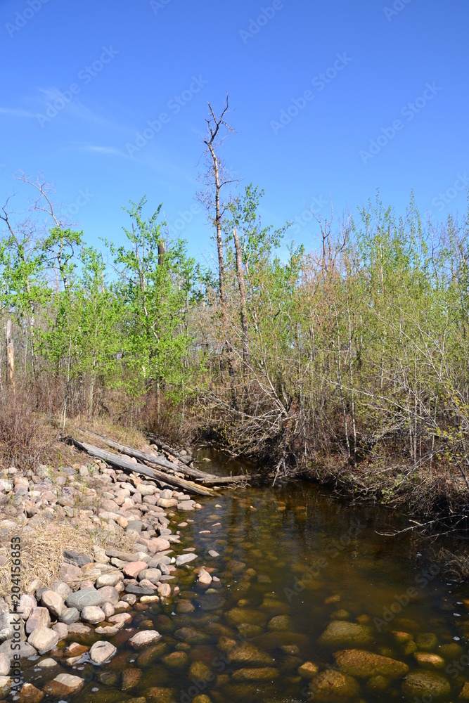 Creek at a Man-made Marshland Creek at a Man-made Marshland