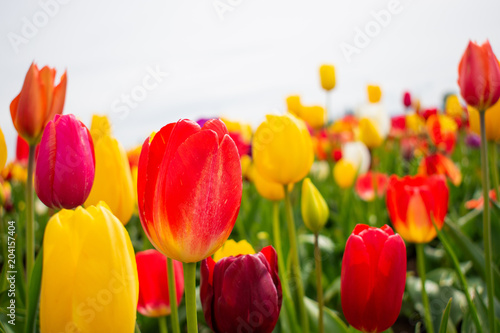 Fototapeta Naklejka Na Ścianę i Meble -  Beautiful spring tulips