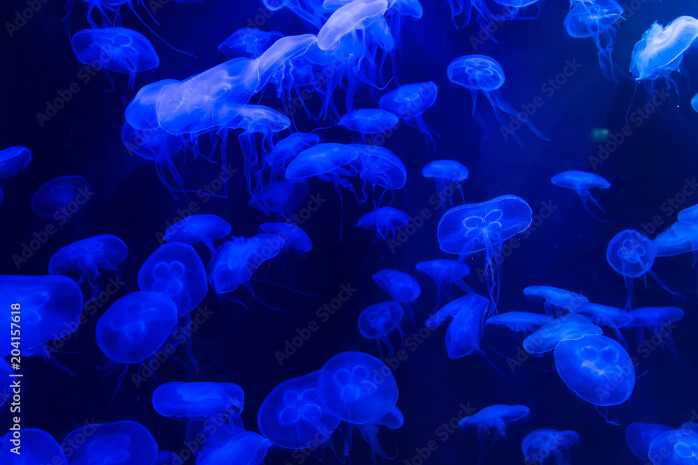 Moon jellyfish Aurelia aurita blue translucent color and blue background. Aurelia aurita (also called the common jellyfish, moon jellyfish, moon jelly, or saucer jelly) Moon jellyfish Aurelia aurita blue translucent color and blue background. Aurelia aurita (also called the common jellyfish, moon jellyfish, moon jelly, or saucer jelly)