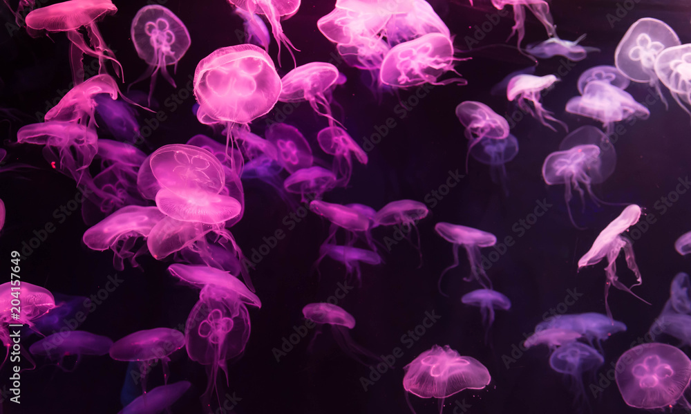 Moon jellyfish Aurelia aurita purple translucent color and purple