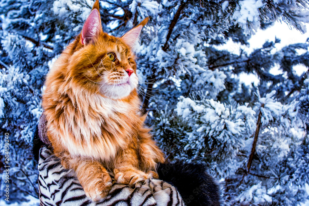 Frosty forest siberians hotsell