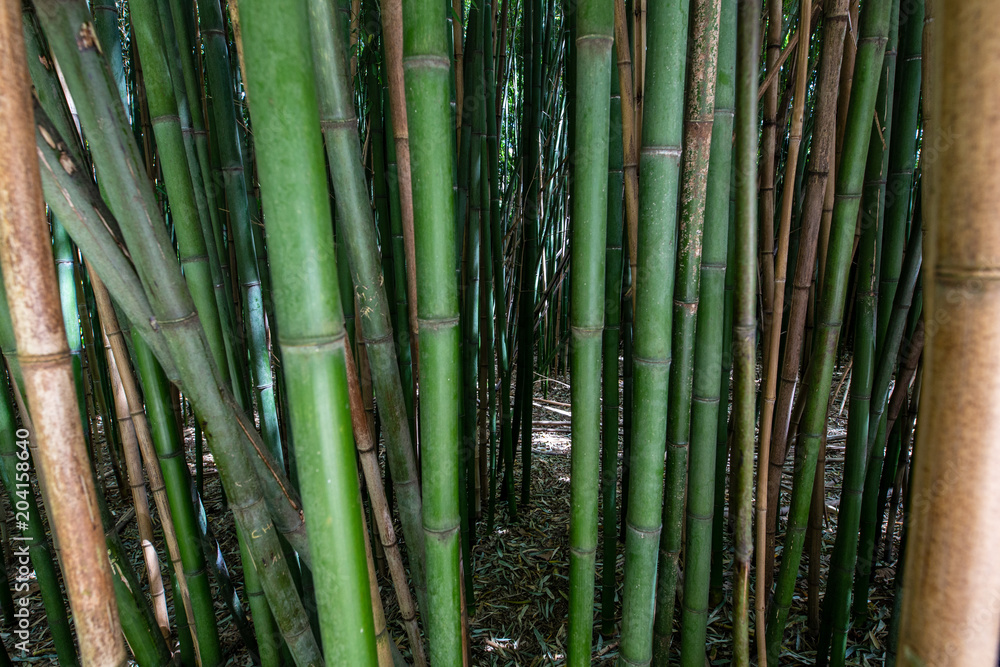 Bamboo Bamboo