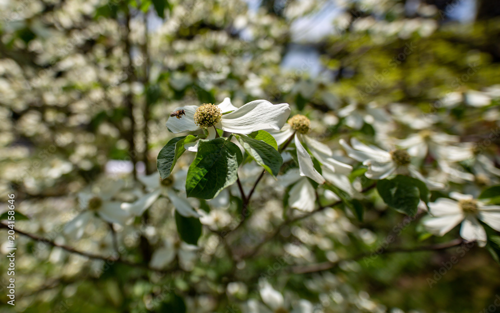 Obraz premium Flower with insect