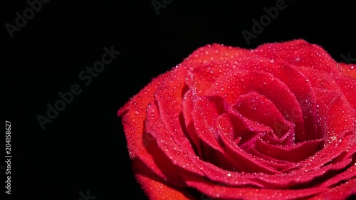 Red beautiful rose-colored drops photo