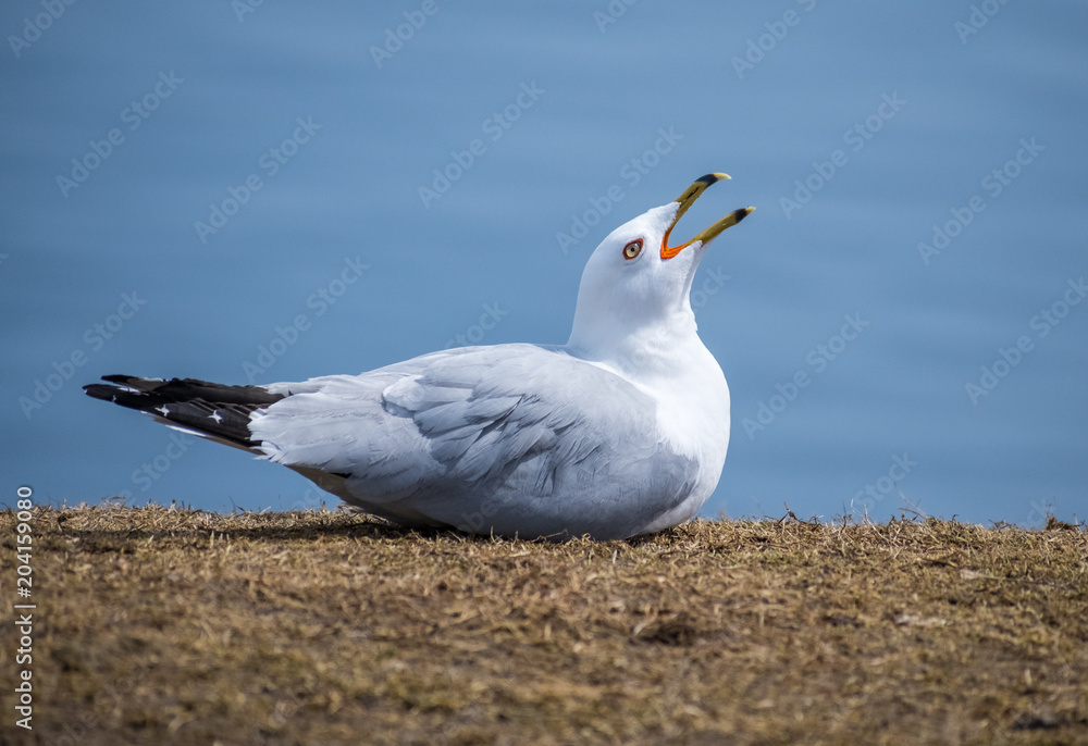 Gull Looking Up With Mouth Open Gull Looking Up With Mouth Open