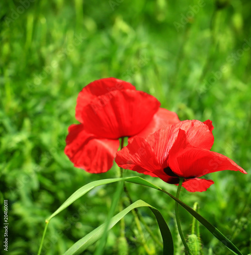 Field of poppies