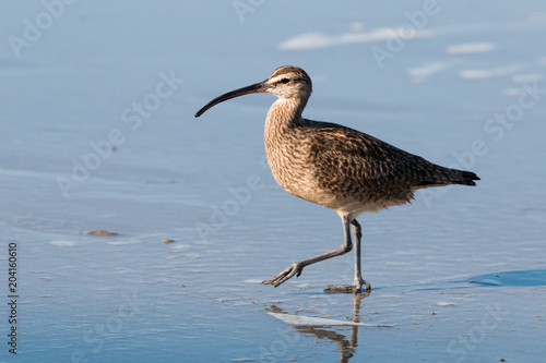 Side view of a Willet (Tringa semipalmata) on a beach in San Diego, California for the winter season.