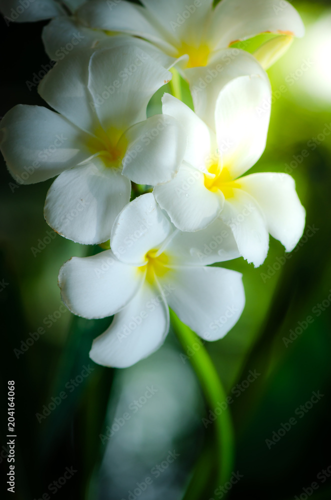 White and yellow plumeria flowers on a plumeria tree with Sunset,select focus. White and yellow plumeria flowers on a plumeria tree with Sunset,select focus.