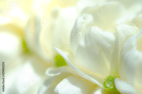 Beautiful many Jasmine flower on white background,select focus.