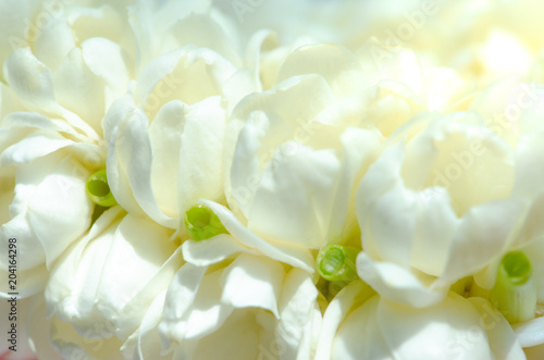 Beautiful many Jasmine flower on white background select focus.