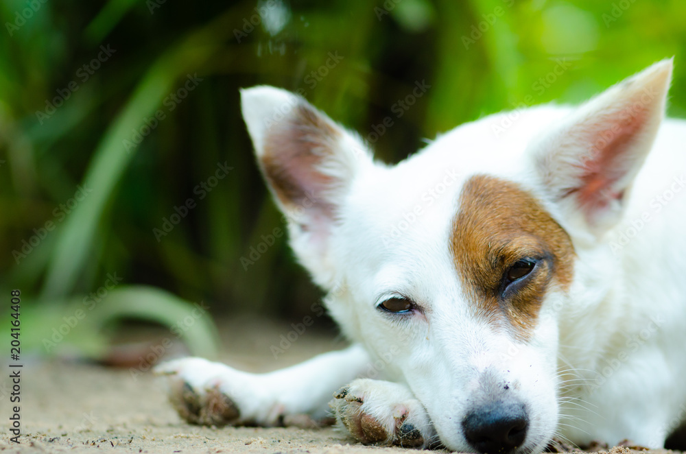 little dog white color enjoy on ground in spring sunshine day. little dog white color enjoy on ground in spring sunshine day.