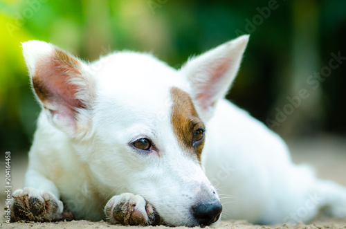 little dog white color enjoy on ground in spring sunshine day.
