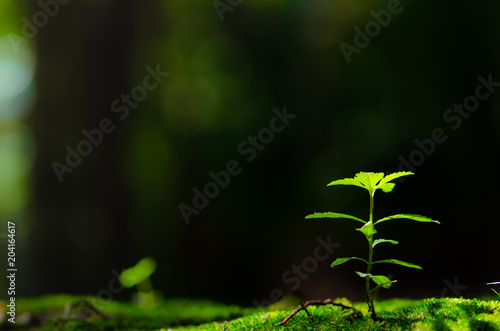 Plant born on green fern over sunlight and green background select focus