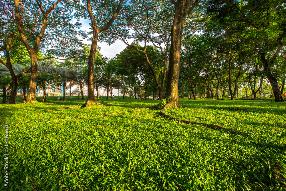 Obraz premium Green Park There are trees. A public park in the heart of Bangkok (Benjakitti Park). Most people like to exercise in the morning and evening. Which is good for health. Health And healthier life.