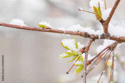 The leaves bloom and snow fell. Snow on the green leaves. Late snow. Spring. Spring snow. © Sergey_Siberia88