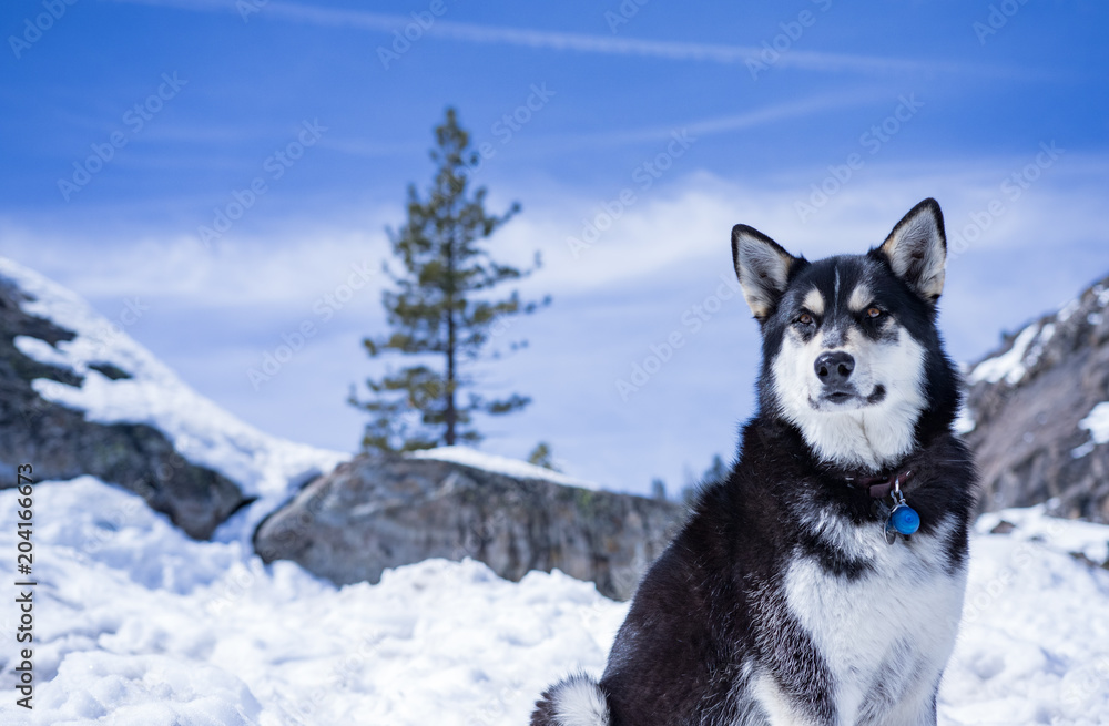 Husky dog sitting in snowy landscape Husky dog sitting in snowy landscape