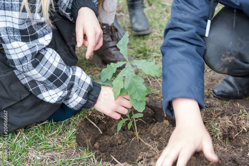 Children plant trees. Children planted oaks. Landscaping. To plant a tree.