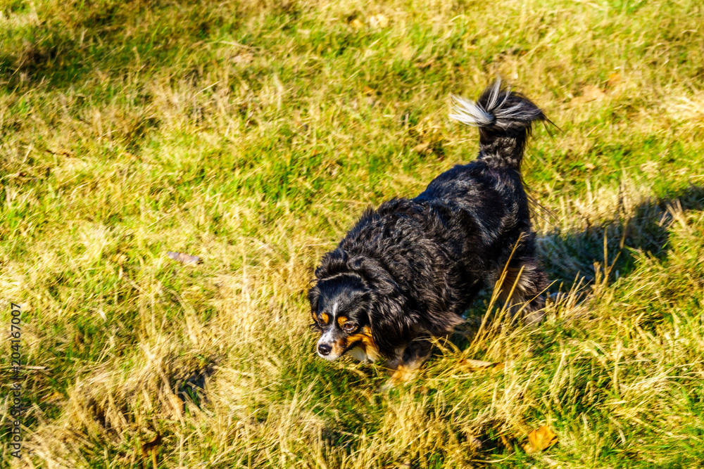 Auselier dog on the hunt in Campbell Valley Regional Park in the Township of Langley, British Columbia, Canada Auselier dog on the hunt in Campbell Valley Regional Park in the Township of Langley, British Columbia, Canada