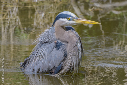 Great Blue Heron sitting in water.