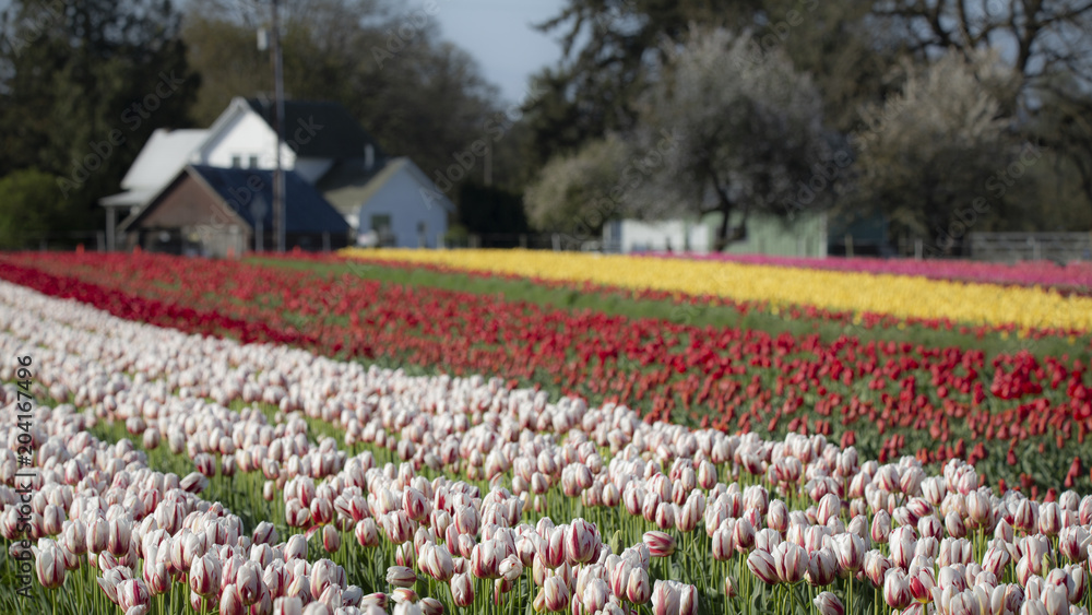 Rows of colorful tulips with blue skys, trees and out of focus buildings in background - Wooden Shoe Tulip Farm, Oregon
