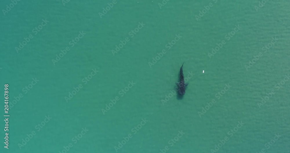 Whale Shark (rhincodon typus), the biggest fish in the ocean, a huge gentle plankton filterer giant, swimming near the surface. La Paz Baja California sur, Mexico. Whale Shark (rhincodon typus), the biggest fish in the ocean, a huge gentle plankton filterer giant, swimming near the surface. La Paz Baja California sur, Mexico.