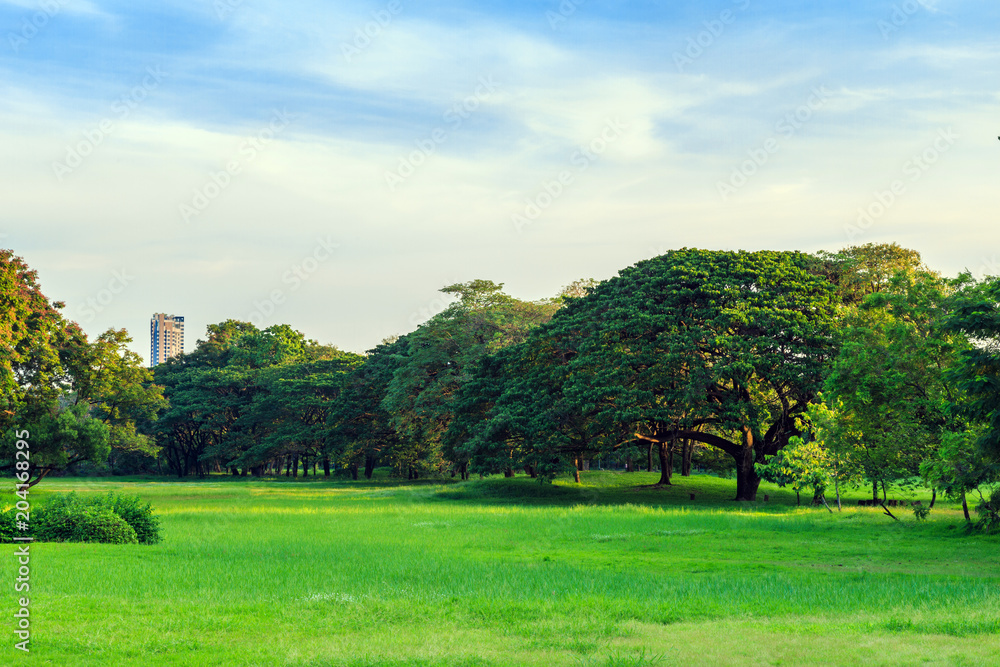 A big rain tree on the lawn in the park with nature background.