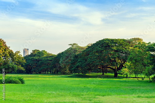 A big rain tree on the lawn in the park with nature background.