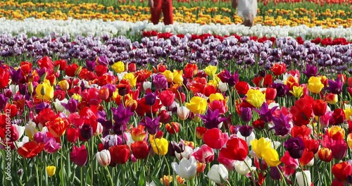 Couple Walking Through Tulips
